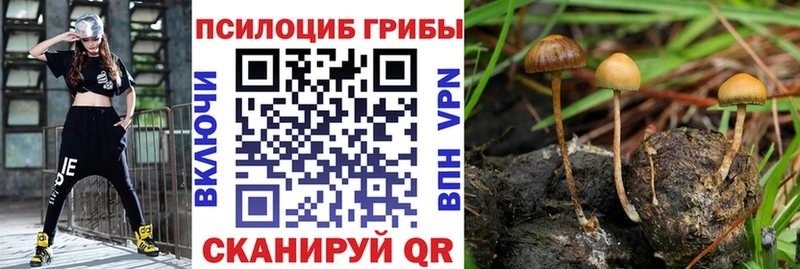 Псилоцибиновые грибы Psilocybe  купить наркоту  Пласт 